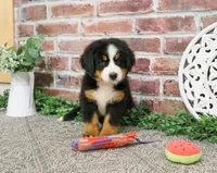 AKC Liberty, a female Bernese Mountain Dog for sale in Syracuse, IN – 4 of 6