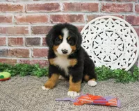 AKC Star, a female Bernese Mountain Dog for sale in Syracuse, IN – 7 of 8