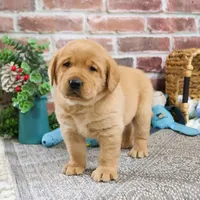 AKC Mike, a male Labrador Retriever for sale in Syracuse, IN – Photo 2 of 8