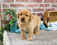AKC Mike, a male Labrador Retriever for sale in Syracuse, IN – Photo 2 of 8