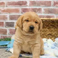 AKC Mike, a male Labrador Retriever for sale in Syracuse, IN – Photo 1 of 8