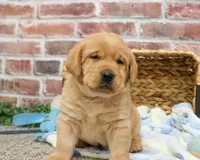 AKC Mike, a male Labrador Retriever for sale in Syracuse, IN – Photo 1 of 8