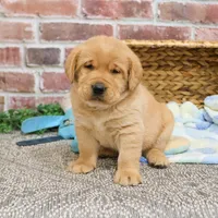 AKC Mike, a male Labrador Retriever for sale in Syracuse, IN – Photo 3 of 8