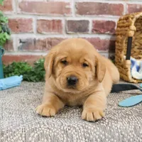 AKC Mike, a male Labrador Retriever for sale in Syracuse, IN – Photo 6 of 8