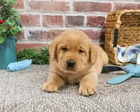 AKC Mike, a male Labrador Retriever for sale in Syracuse, IN – Photo 6 of 8