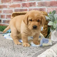 AKC Mike, a male Labrador Retriever for sale in Syracuse, IN – Photo 4 of 8