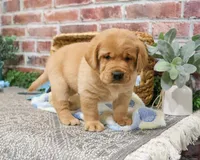 AKC Mike, a male Labrador Retriever for sale in Syracuse, IN – Photo 4 of 8