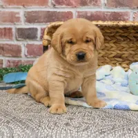 AKC Mike, a male Labrador Retriever for sale in Syracuse, IN – Photo 5 of 8