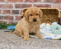 AKC Mike, a male Labrador Retriever for sale in Syracuse, IN – Photo 5 of 8