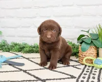 AKC Scar, a male Labrador Retriever for sale in Syracuse, IN – 3 of 6