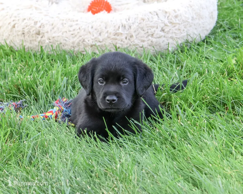Mario – Labrador Retriever puppy for sale in Syracuse, IN