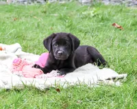 AKC Estelle, a female Labrador Retriever for sale in Syracuse, IN – 2 of 10