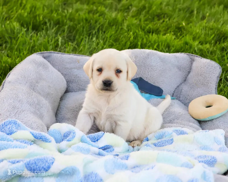 AKC Phineas – Labrador Retriever puppy for sale in Syracuse, IN