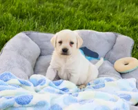AKC Phineas, a male Labrador Retriever for sale in Syracuse, IN – 1 of 7