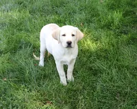 AKC Bubbles, a female Labrador Retriever for sale in Syracuse, IN – 5 of 7