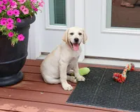 AKC Tinkerbell , a female Labrador Retriever for sale in Syracuse, IN – 6 of 10