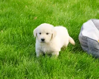 AKC Henry , a male English Cream Golden Retriever for sale in Syracuse, IN – 2 of 7