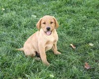 AKC Cooper, a male Labrador Retriever for sale in Syracuse, IN – 3 of 9