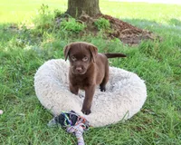 AKC Meredith, a female Labrador Retriever for sale in Syracuse, IN – 3 of 4
