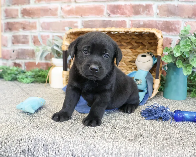 AKC Simon  – Labrador Retriever puppy for sale in Syracuse, IN