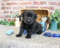 AKC Simon , a male Labrador Retriever for sale in Syracuse, IN – 1 of 4