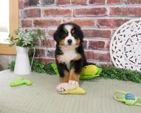 AKC Freedom, a male Bernese Mountain Dog for sale in Syracuse, IN – 4 of 6