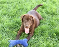 AKC Samuel , a male Labrador Retriever for sale in Syracuse, IN – 3 of 10