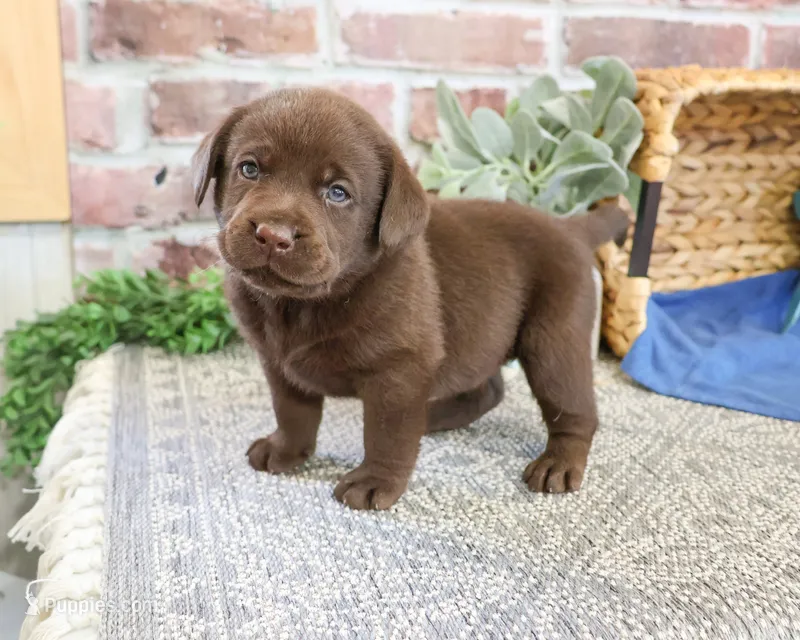 AKC Scott – Labrador Retriever puppy for sale in Syracuse, IN