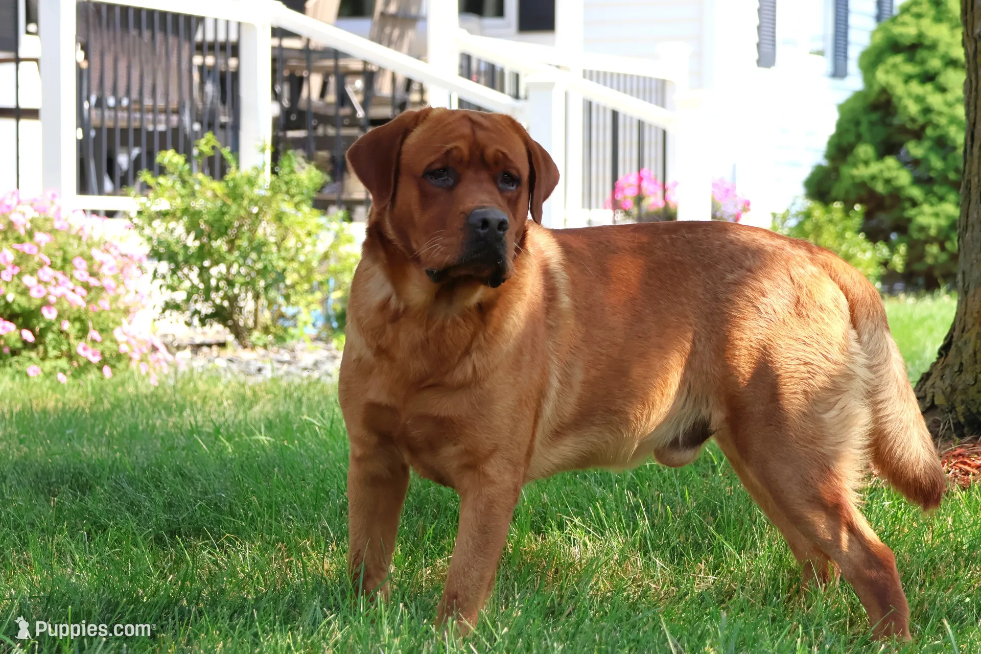AKC Reign , a female Labrador Retriever for sale in Syracuse, IN – 7 of 7