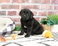 AKC Magneto , a male Labrador Retriever for sale in Syracuse, IN – 3 of 7