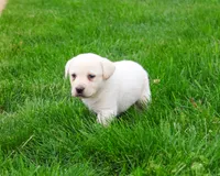 AKC Captain , a male Labrador Retriever for sale in Syracuse, IN – 5 of 8