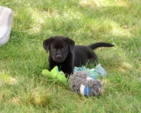 AKC Shawn, a male Labrador Retriever for sale in Syracuse, IN – 4 of 5