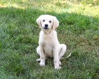 AKC Twinkle, a female English Cream Golden Retriever for sale in Syracuse, IN – 5 of 10