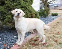 AKC Vidia, a female Labrador Retriever for sale in Syracuse, IN – 8 of 8