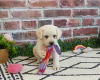 AKC Whitney, a female Labrador Retriever for sale in Syracuse, IN – 5 of 8