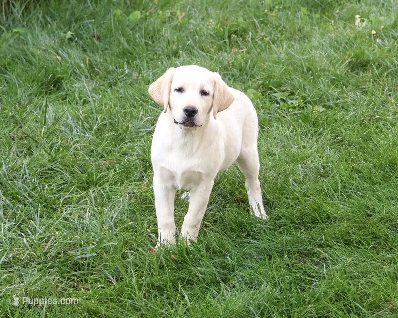 AKC Bubbles – Labrador Retriever puppy for sale in Syracuse, IN