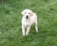 AKC Bubbles, a female Labrador Retriever for sale in Syracuse, IN – 1 of 7