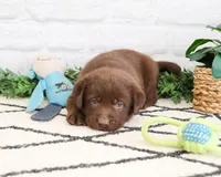 AKC Scar, a male Labrador Retriever for sale in Syracuse, IN – 2 of 6