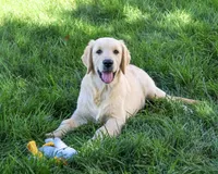 AKC Gilbert, a male Golden Retriever for sale in Syracuse, IN – 3 of 10