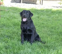 AKC Millie, a female Labrador Retriever for sale in Syracuse, IN – 3 of 4