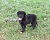 AKC Brooke, a female Labrador Retriever for sale in Syracuse, IN – 2 of 10
