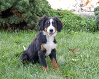 AKC Liberty, a female Bernese Mountain Dog for sale in Syracuse, IN – 4 of 10