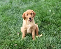 AKC Claudia, a female Labrador Retriever for sale in Syracuse, IN – 4 of 5