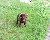 AKC Lillian, a female Labrador Retriever for sale in Syracuse, IN – 3 of 10