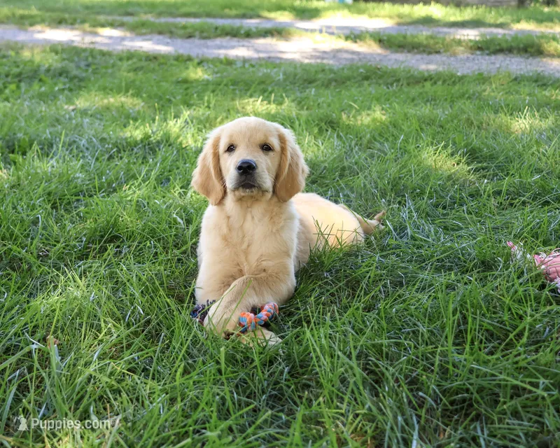 AKC Giana – Golden Retriever puppy for sale in Syracuse, IN