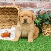 AKC Eagle, a male Labrador Retriever for sale in Syracuse, IN – Photo 8 of 9