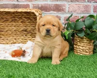 AKC Eagle, a male Labrador Retriever for sale in Syracuse, IN – Photo 1 of 8