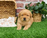 AKC Eagle, a male Labrador Retriever for sale in Syracuse, IN – Photo 3 of 8