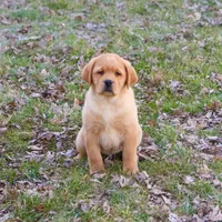 AKC Eagle, a male Labrador Retriever for sale in Syracuse, IN – Photo 6 of 9