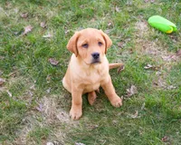 AKC Eagle, a male Labrador Retriever for sale in Syracuse, IN – Photo 3 of 9